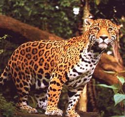 jaguar22.jpg