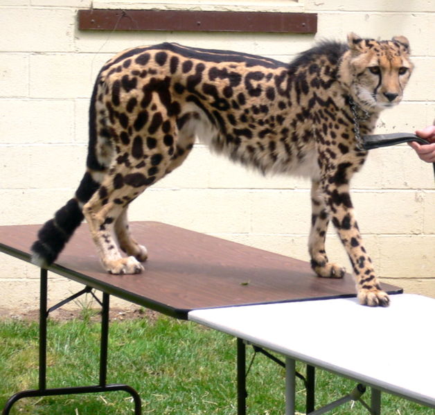 gepard královský1.jpg